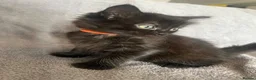 Mixed Breed cats for sale: Beautiful litter of Black fluffy kittens  in Wincanton - Advert 7