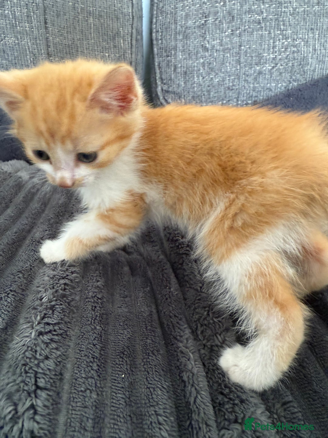Mixed Breed cats for sale: Kittens  - Image 1