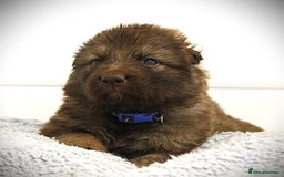 German Shepherd dogs for sale: GORGEAOUS K/C Registered German Shepherd puppies - Image 9