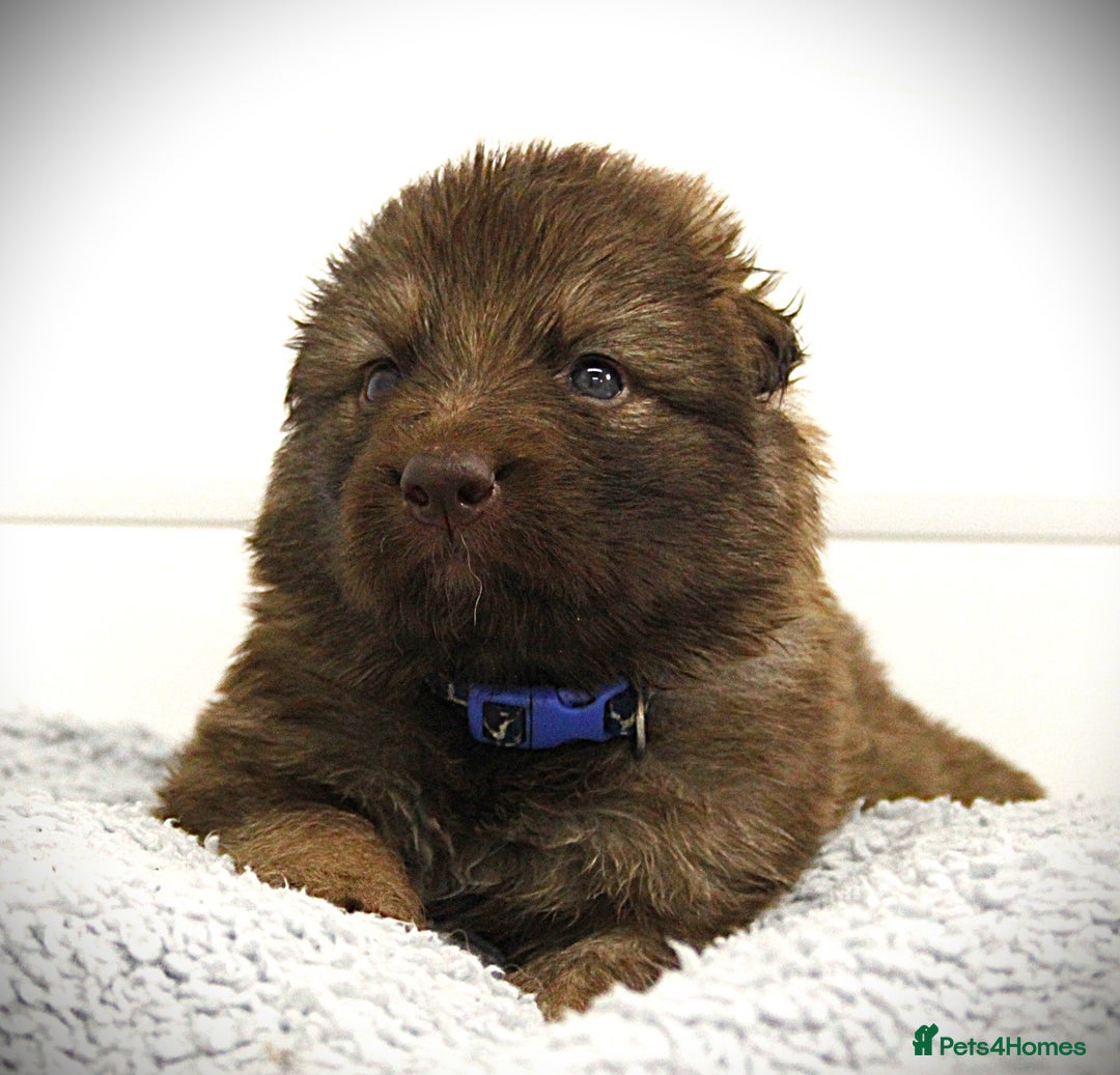German Shepherd dogs for sale: GORGEAOUS K/C Registered German Shepherd puppies - Image 9