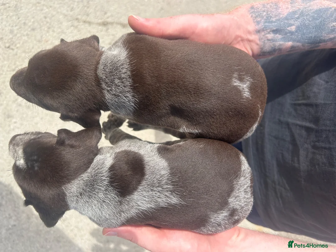 German Wirehaired Pointer dogs for sale: German wired haired pointer pups for sale  in Saint Austell - Advert 7