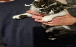 Mixed Breed cats for sale: Kittens ready for there forever homes - Image 4
