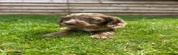 Cockapoo dogs for sale: Stunning F1 Miniature Cockerpoo Puppies - Advert 15