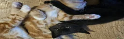 Mixed Breed cats for sale: Cute kittens looking for a new home  - Advert 25