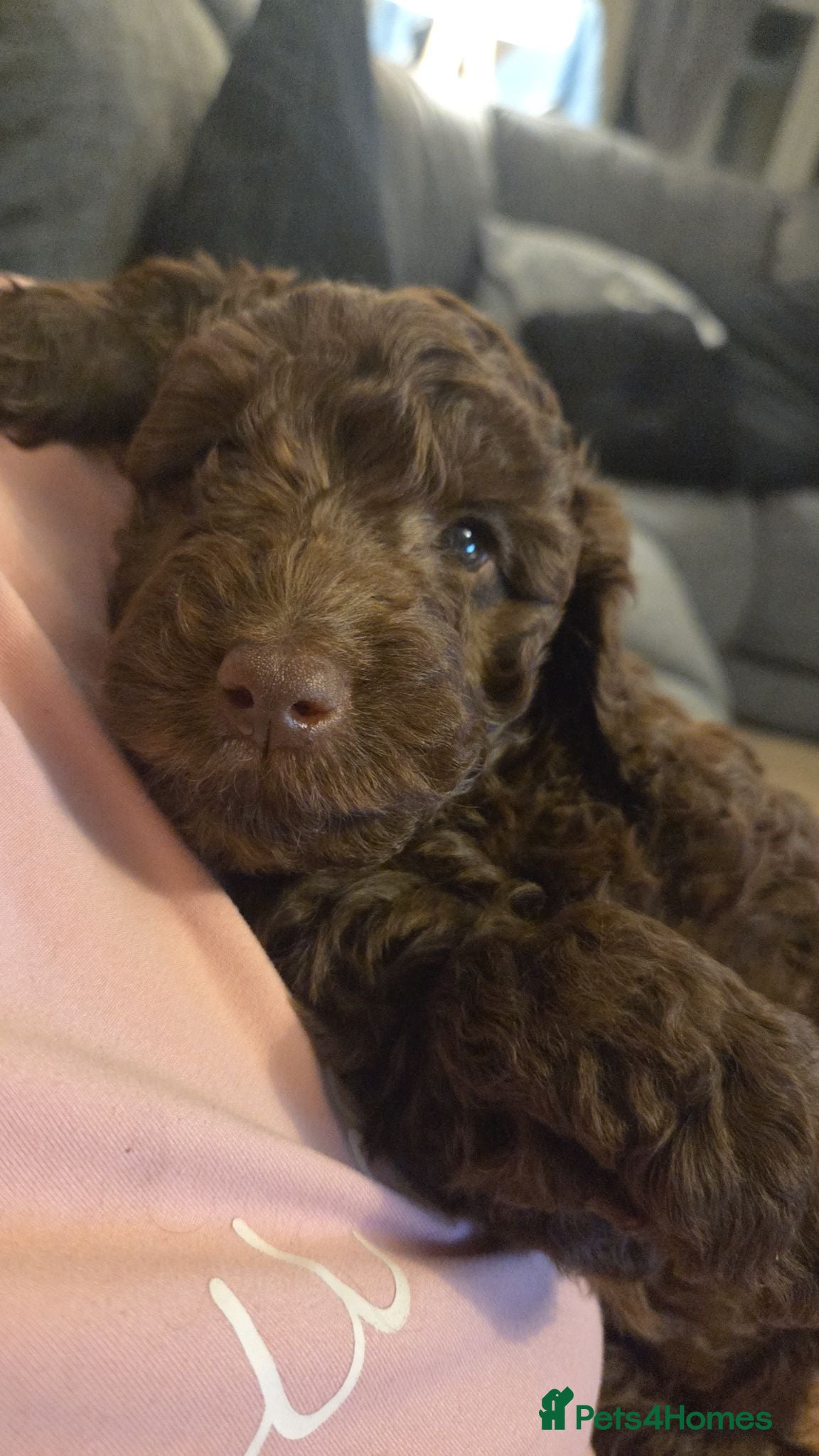 Cockapoo dogs 8 week old F2 Chocolate Cockapoos  - Advert 4