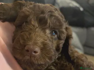Cockapoo dogs Beautiful F2 Cockapoos Pups- Ready for homes - Advert 1