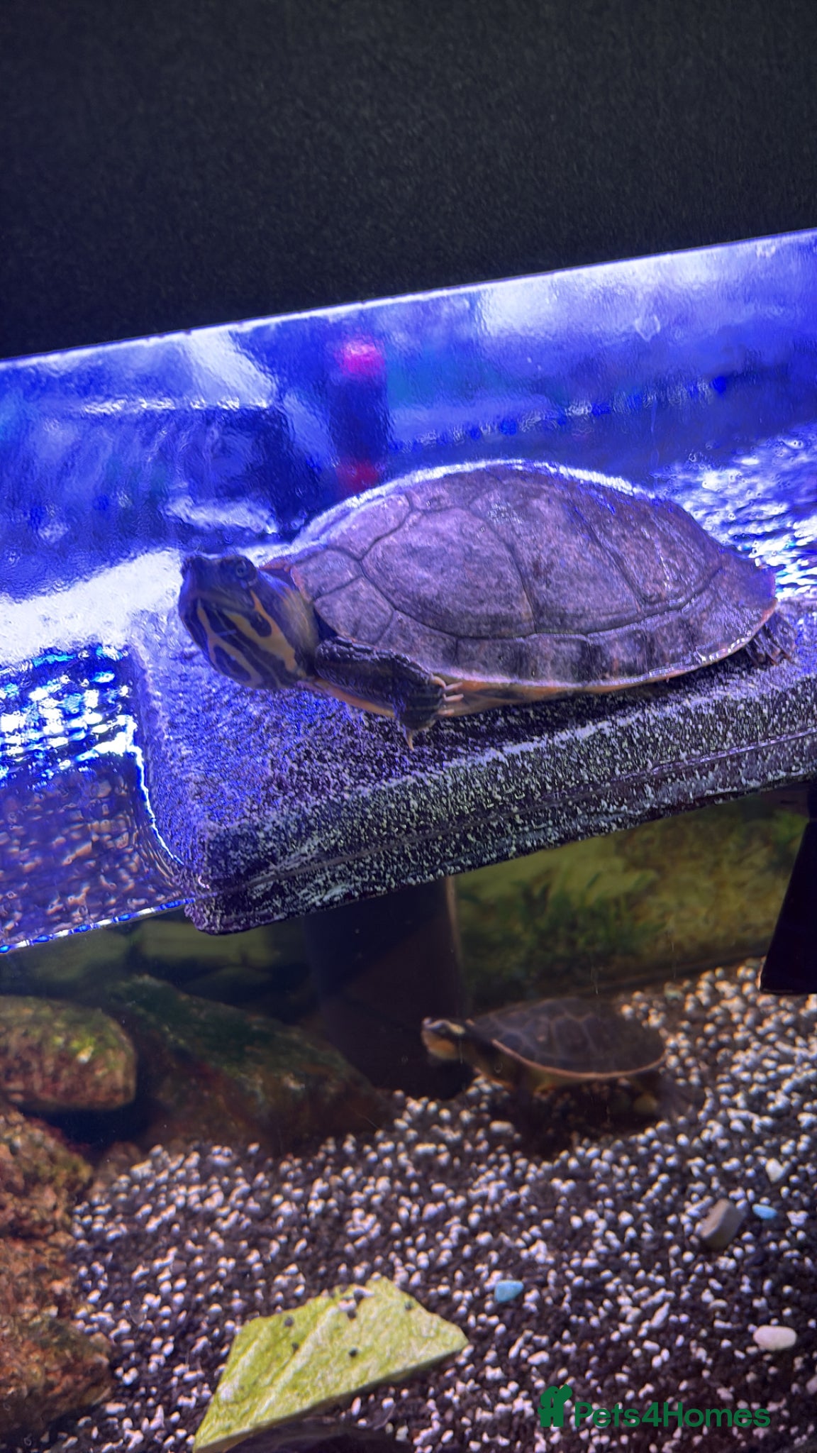 Turtle reptiles Cooter and pink belly turtles  - Advert 6