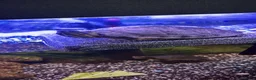 Turtle reptiles for sale: Cooter and pink belly turtles  in Camborne - Advert 1