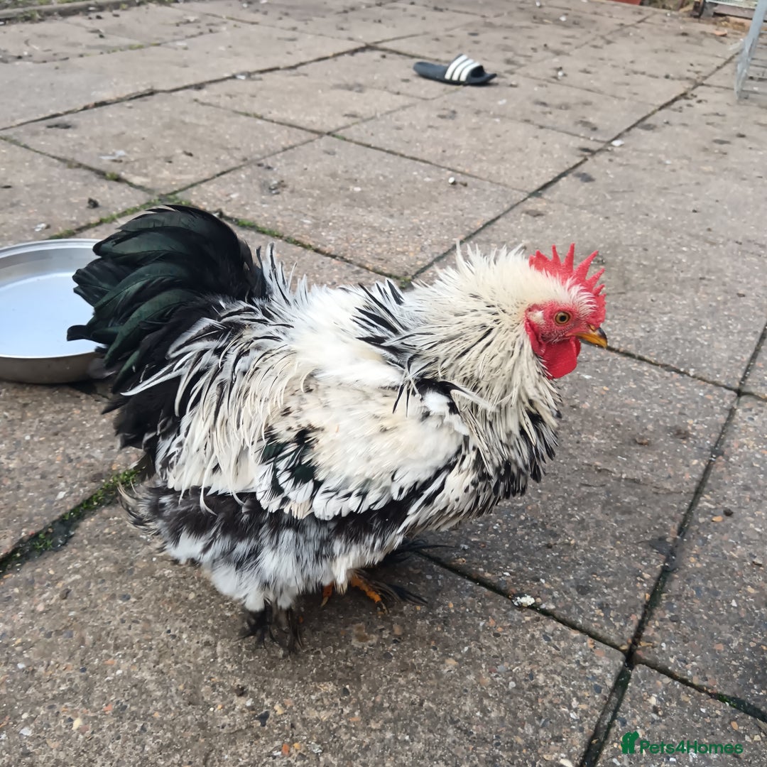 Hens poultry for sale: Chickens for sale - Image 7