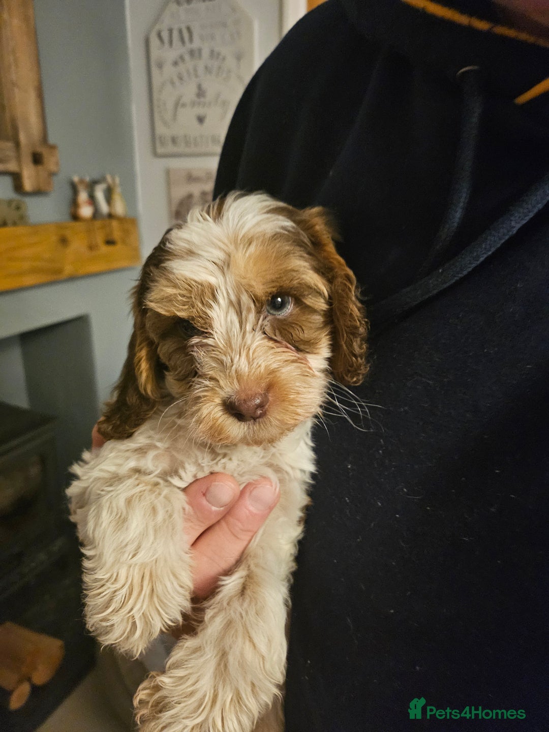 Cockapoo dogs for sale: Sorry sold - Advert 3