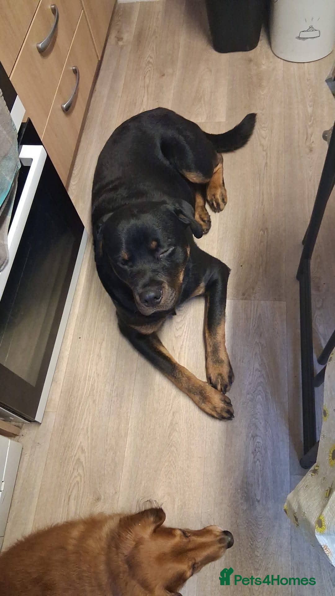 Rottweiler dogs Meet Max, currently residing in Yorkshire  - Advert 18