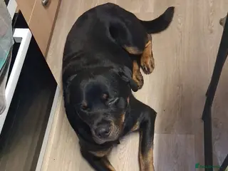 Rottweiler dogs Meet Max, currently residing in Yorkshire - Advert 18