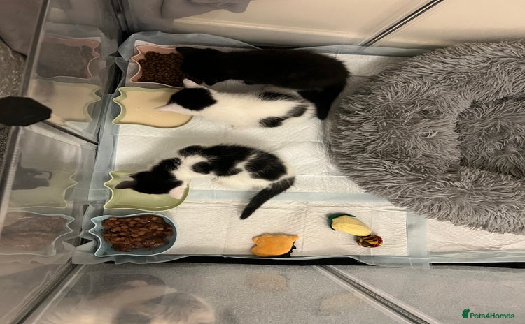 Ragdoll cats Ragdoll cross kittens  - Advert 1