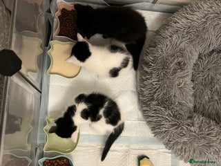 Ragdoll cats Ragdoll cross kittens - Advert 1