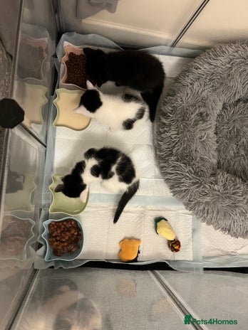 Ragdoll cats Ragdoll cross kittens - Advert 1