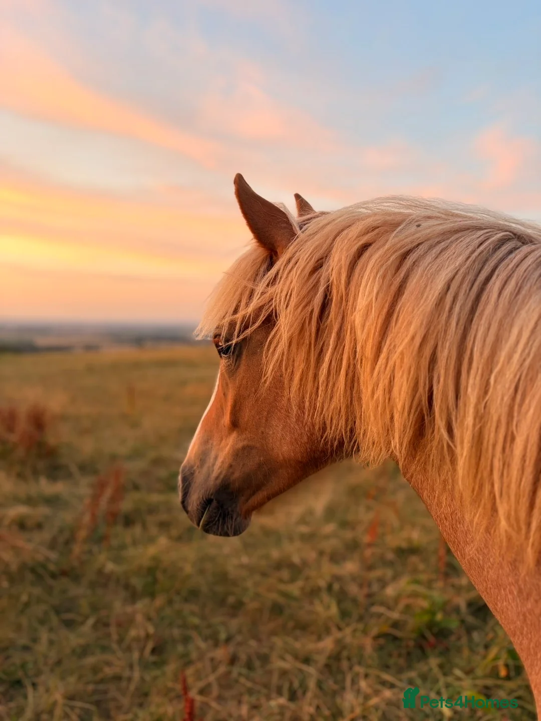 Haflinger horses for sale: Gorgeous yearling filly for sale  - Advert 2