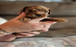 Cavapoo dogs for sale: ⭐️BEAUTIFUL INTENSE RED TOY CAVAPOO PUPPIES⭐️ - Image 7