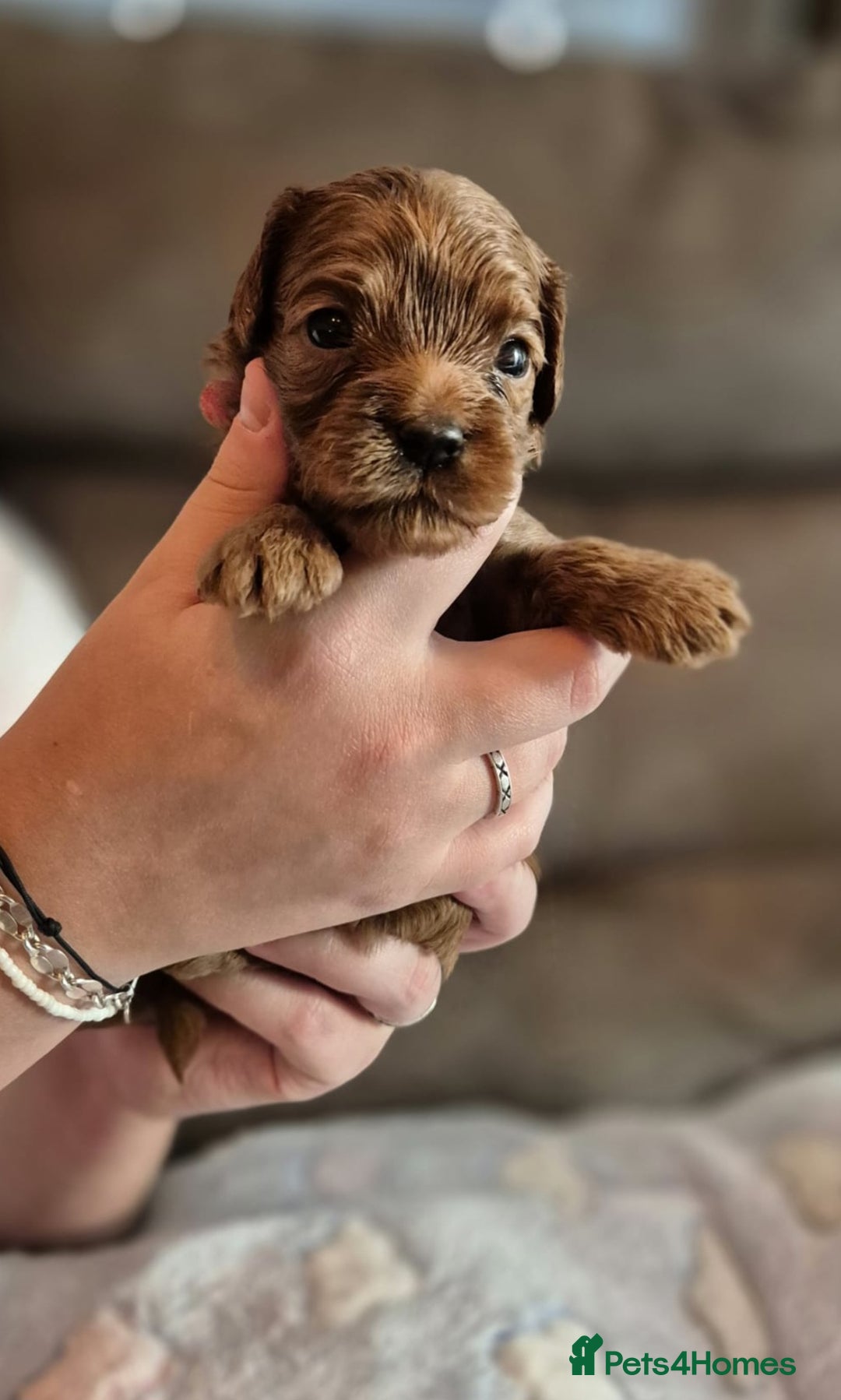 Cavapoo dogs for sale: ⭐️BEAUTIFUL INTENSE RED TOY CAVAPOO PUPPIES⭐️ - Image 7