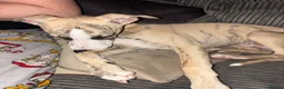 Whippet dogs for sale: Brindle male whippet in Darlington - Advert 3