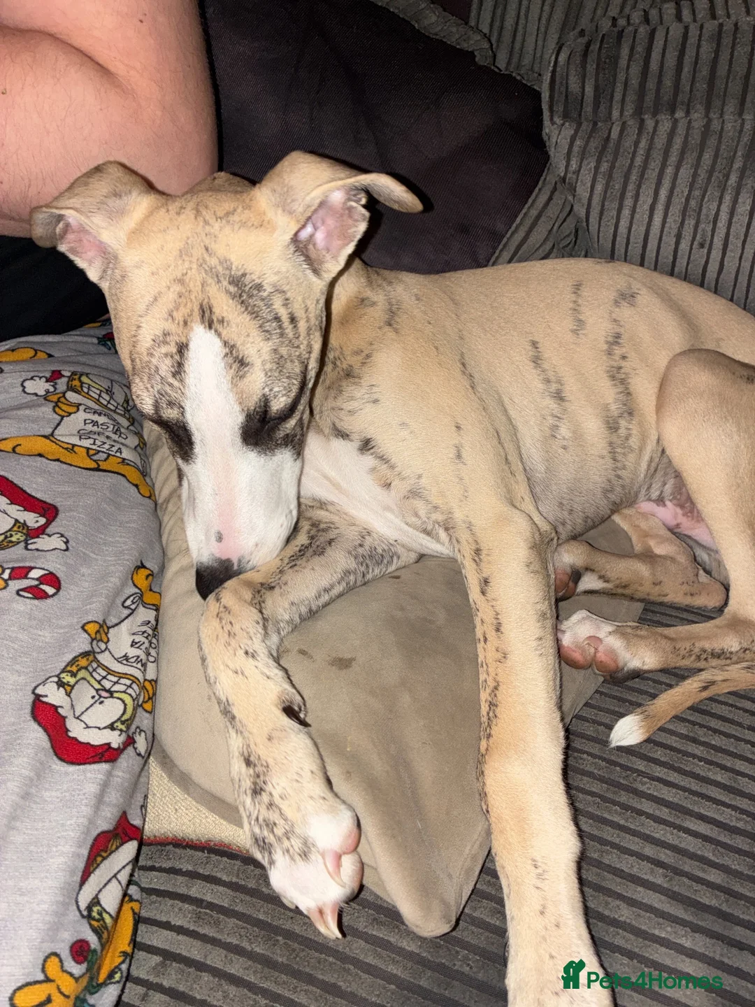 Whippet dogs for sale: Brindle male whippet in Darlington - Advert 3