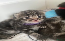 Mixed Breed cats for sale: 2 girl long haired tabby kittens  - Image 11