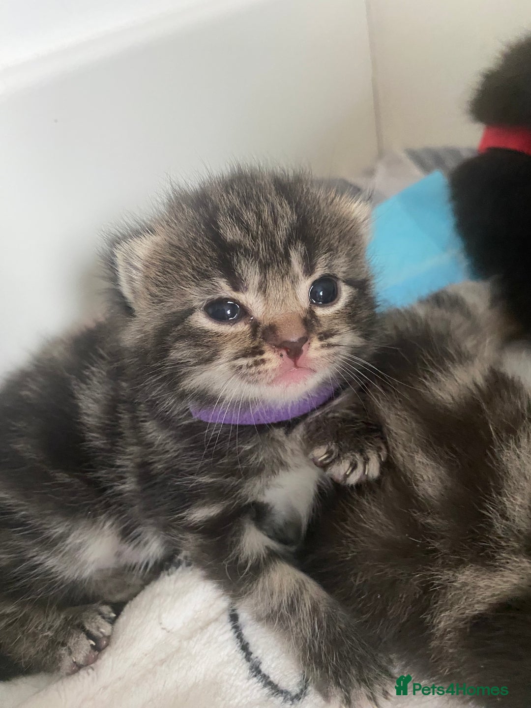 Mixed Breed cats for sale: 2 girl long haired tabby kittens  - Image 11