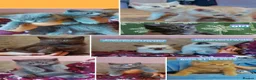 British Shorthair cats for sale: Variety of colours kittens Bradford  - Advert 1