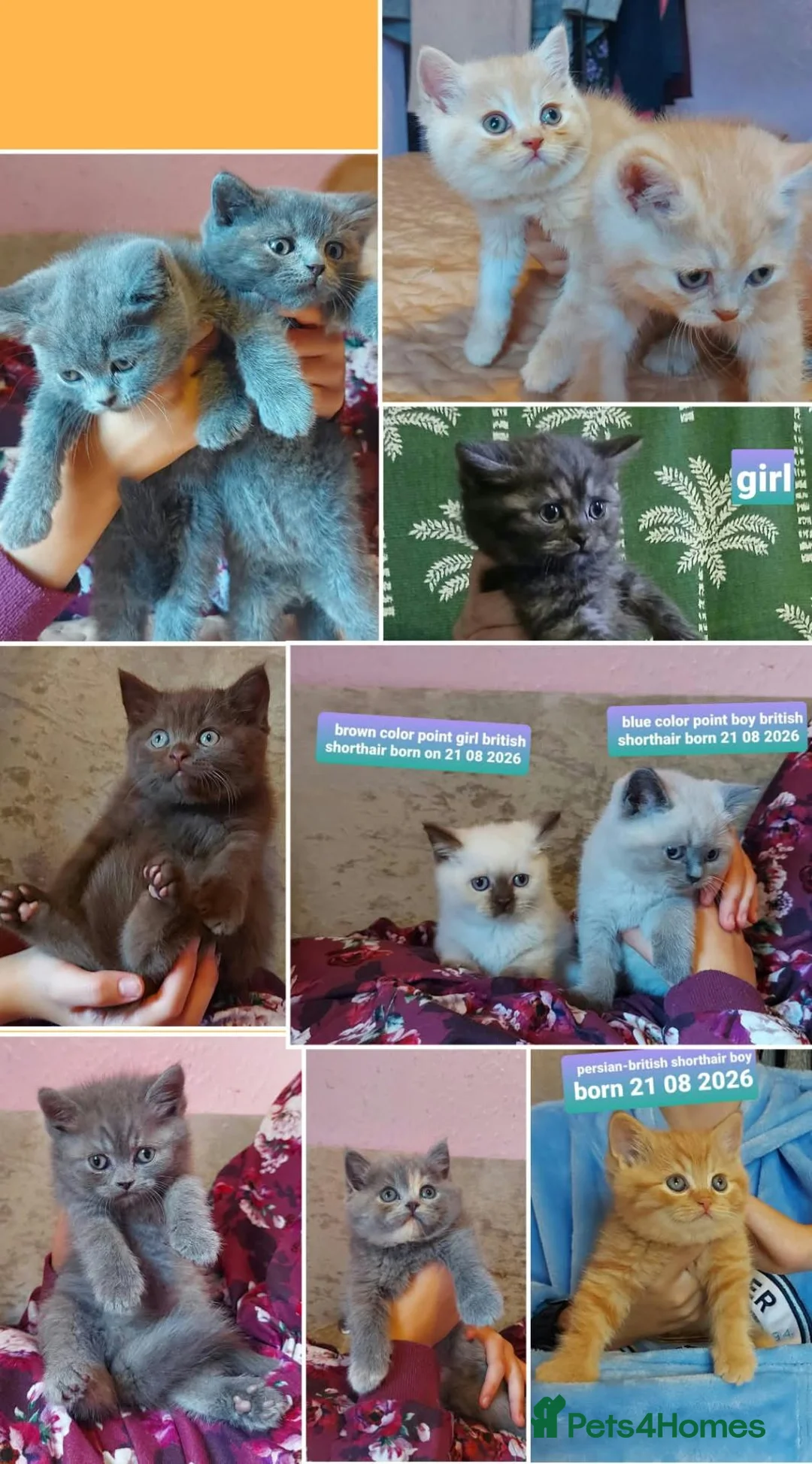 British Shorthair cats for sale: Variety of colours kittens Bradford  - Advert 1