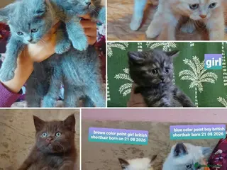 British Shorthair cats Variety of colours kittens Bradford - Advert 1