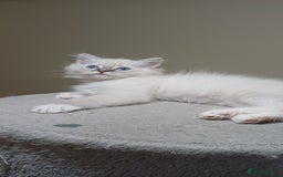 Ragdoll cats for sale: 2 Beautiful Girls available  - Image 6