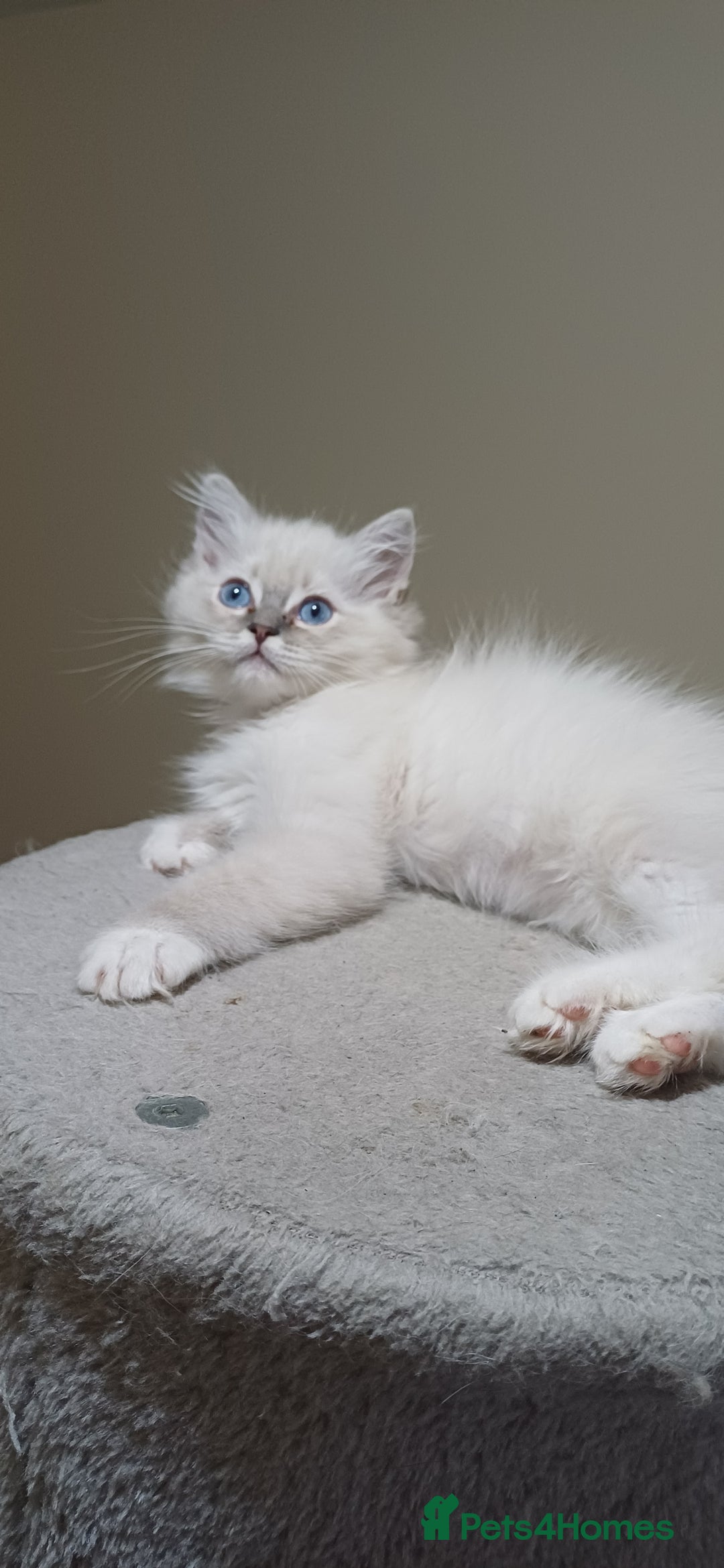 Ragdoll cats for sale: 2 Beautiful Girls available  - Image 6
