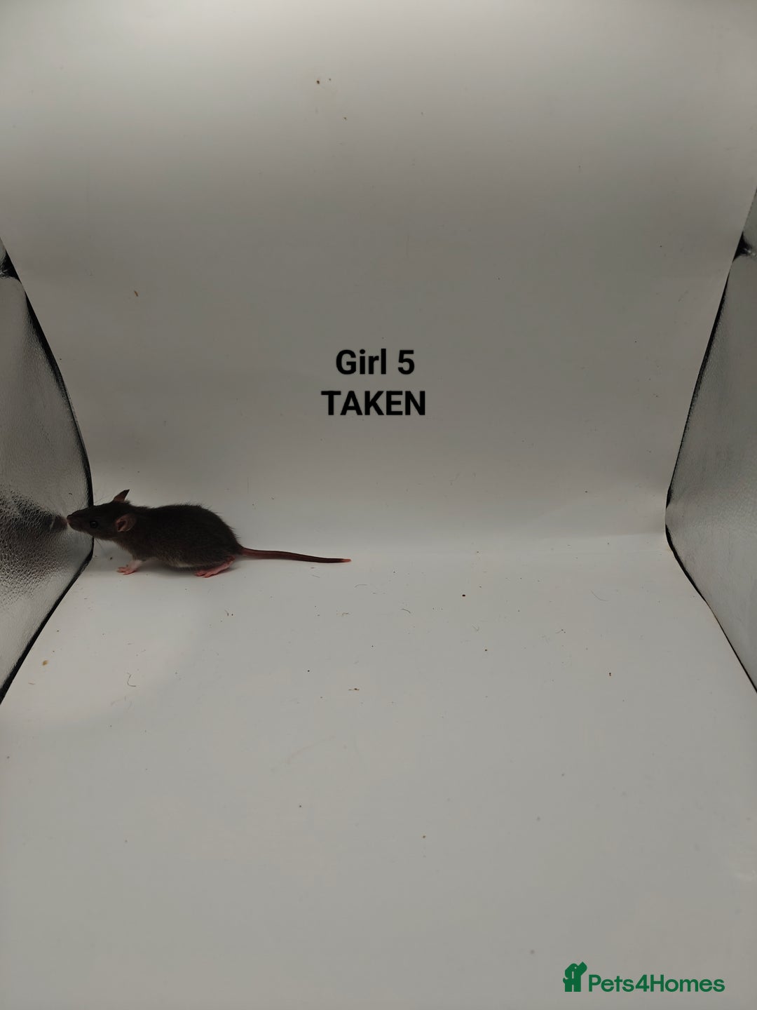 Rat rodents for sale: NOV: 18 Rats (8 Rats: 3 Boy & 5 Girls Left) - Advert 11