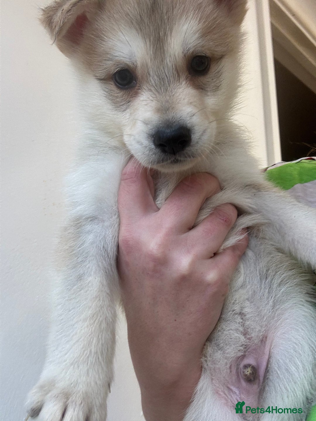 Shepsky dogs for sale: 7 beautiful Shepsky puppy’s available 🫶🏼 - Advert 26