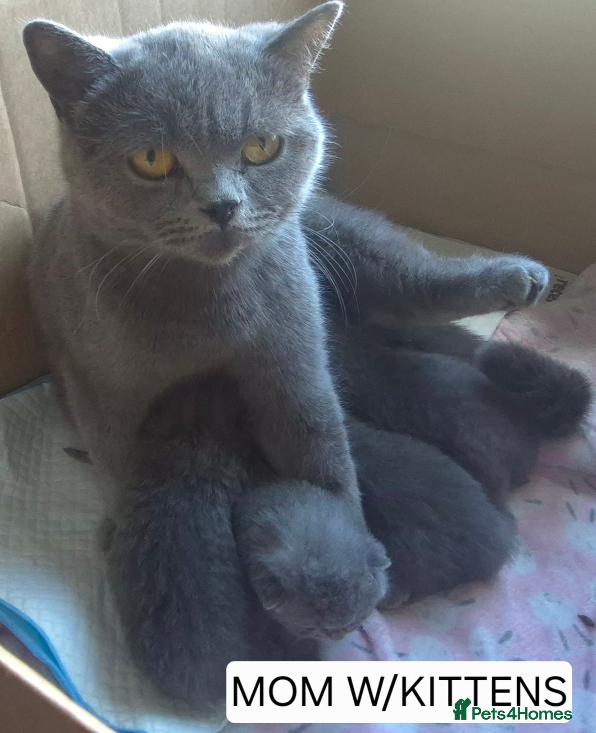 British Shorthair cats PURE BREED BRITISH SHORTHAIRS - Advert 2