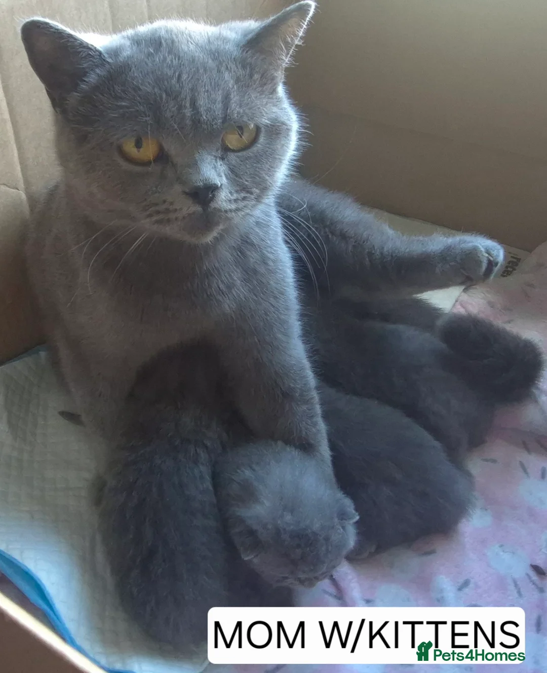 British Shorthair cats for sale: PURE BREED BRITISH SHORTHAIR KITTENS - Advert 2