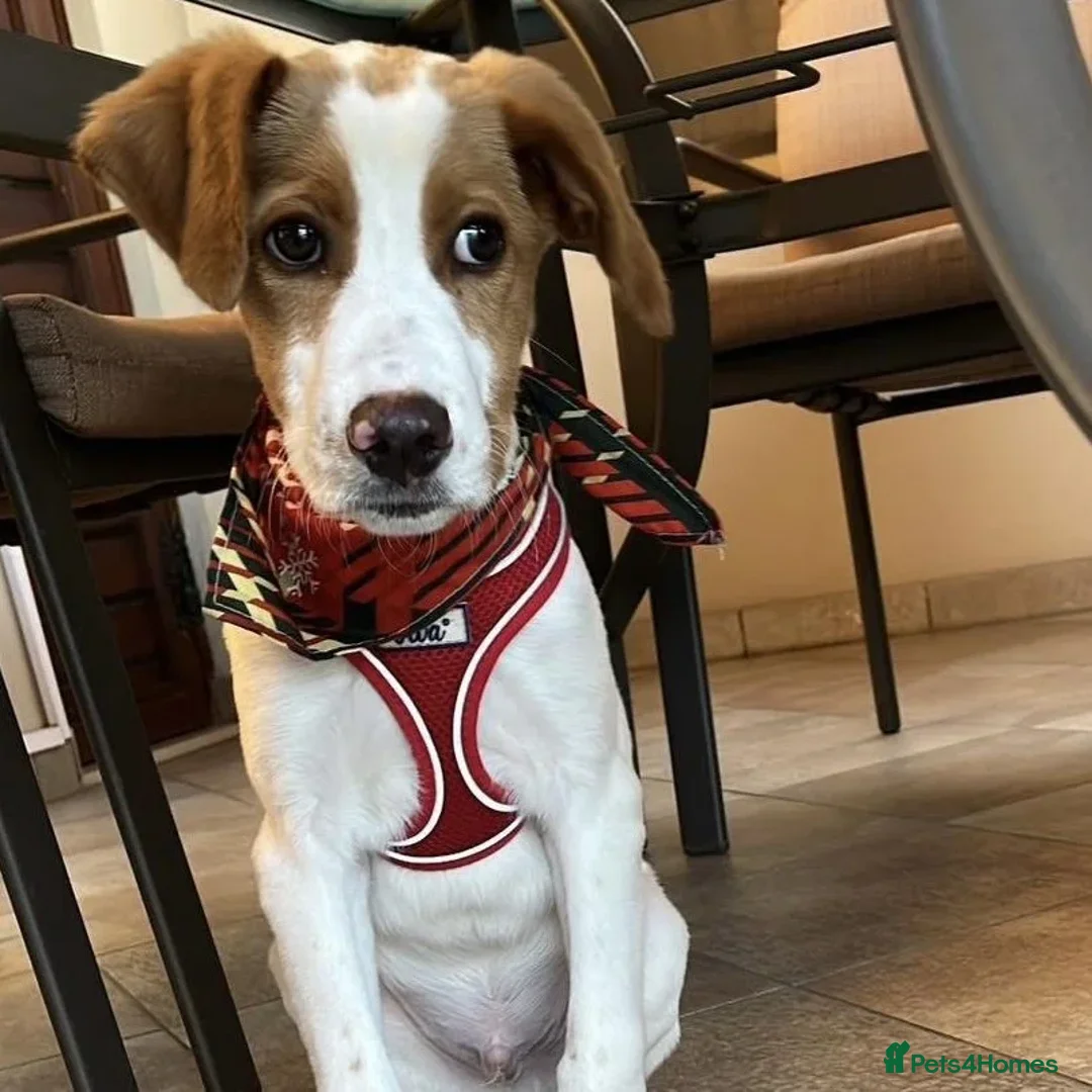 Mixed Breed dogs for adoption: Merlin - Advert 14