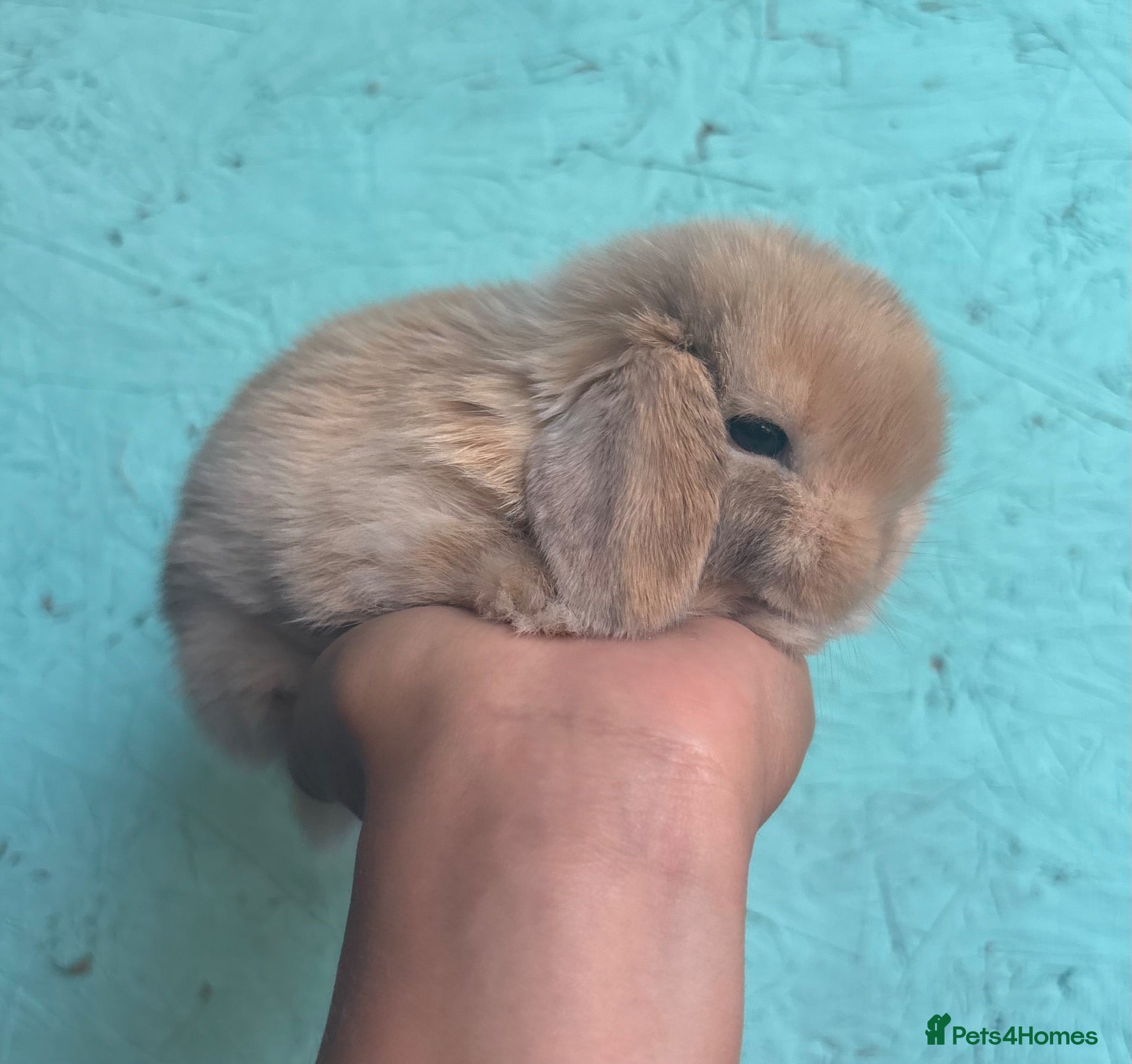 Mini Lion Lop rabbits Mini lop boy available to reserve - Advert 22