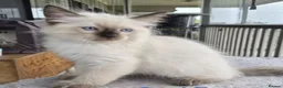 Ragdoll cats for sale: xckj Healthy rag doll Kittens up for New Families in Cannock - Advert 4