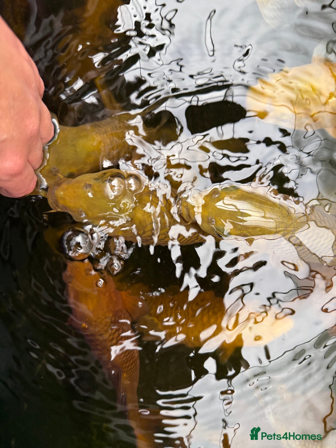 Koi Carp fish for sale: Chagoi koi carp - Image 6