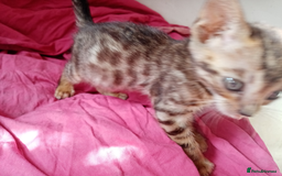 Mixed Breed cats for sale: Lovely Ginger and Rosetted Kittens - Image 28