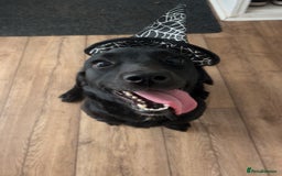 Cockerdor dogs for sale: Labrador x spaniel - Image 1