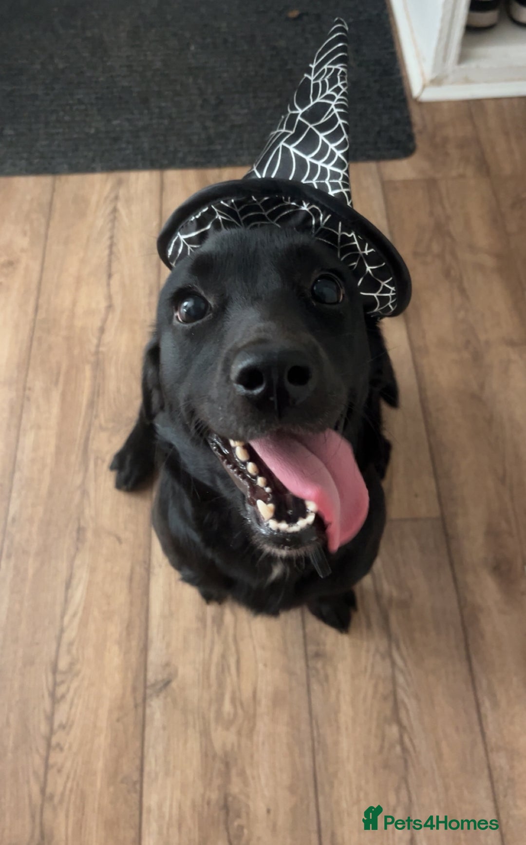 Cockerdor dogs for sale: Labrador x spaniel - Image 1