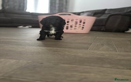 Cockapoo dogs for sale: Cockapoo F1B puppies in Inverness - Image 15