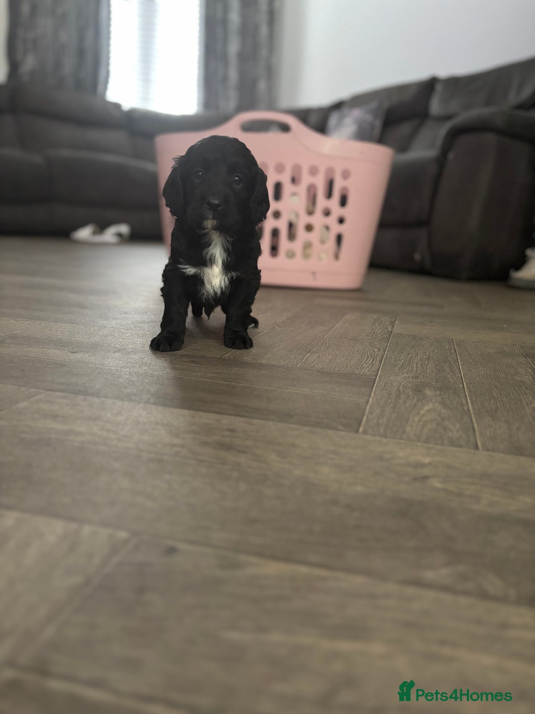 Cockapoo dogs for sale: Cockapoo F1B puppies in Inverness - Image 15
