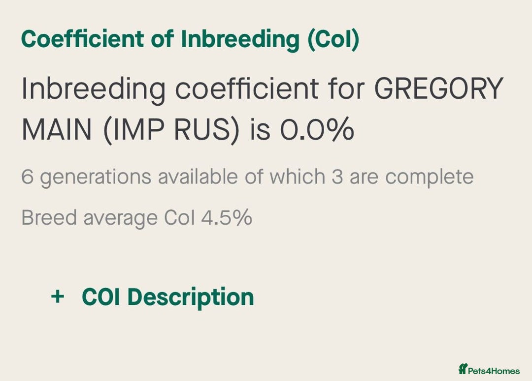 Miniature Poodle dogs for stud: 🇷🇺 Russian import kc reg poodle 🇷🇺  in Newcastle - Advert 10