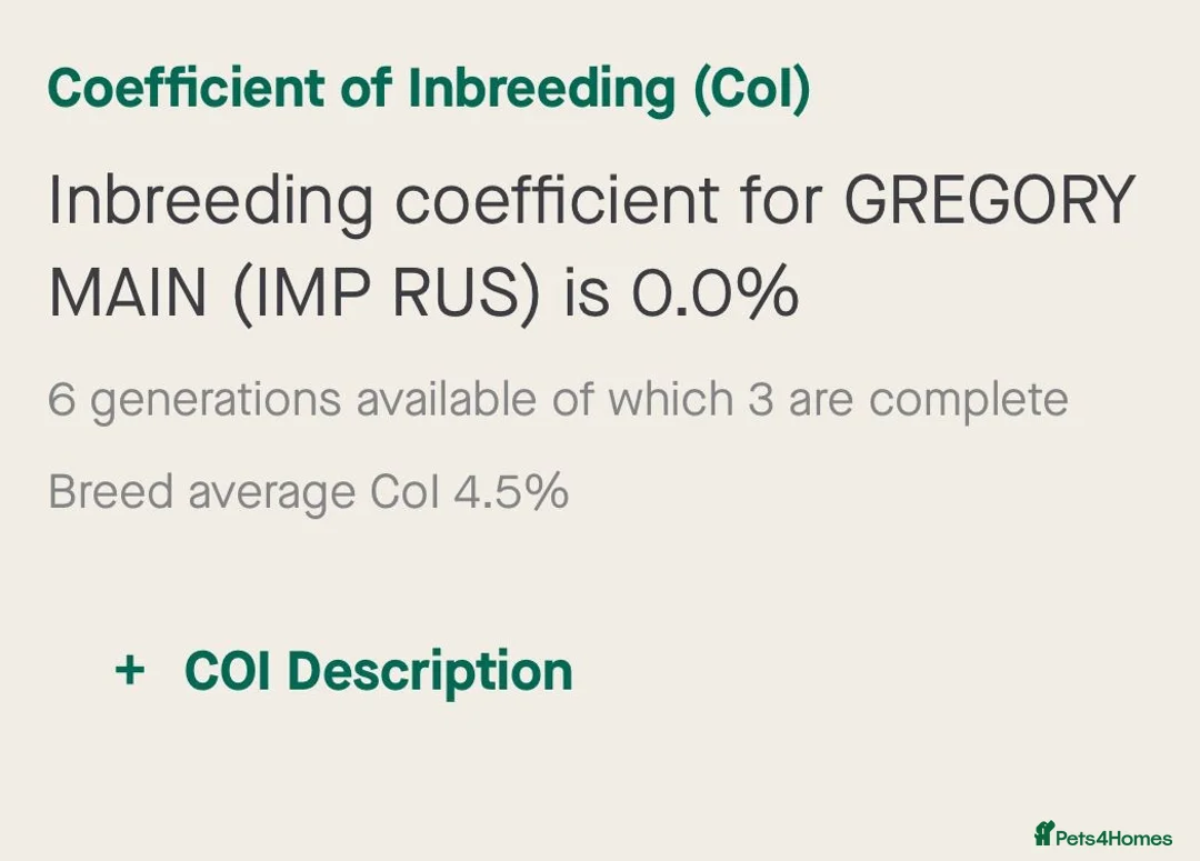 Miniature Poodle dogs for stud: 🇷🇺 Russian import kc reg poodle 🇷🇺  in Newcastle - Advert 10