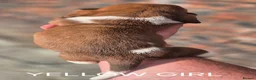 Basset Hound dogs for sale: KC BASSET HOUND PUPPIES FROM HEALTH TESTED PARENTS - Advert 19