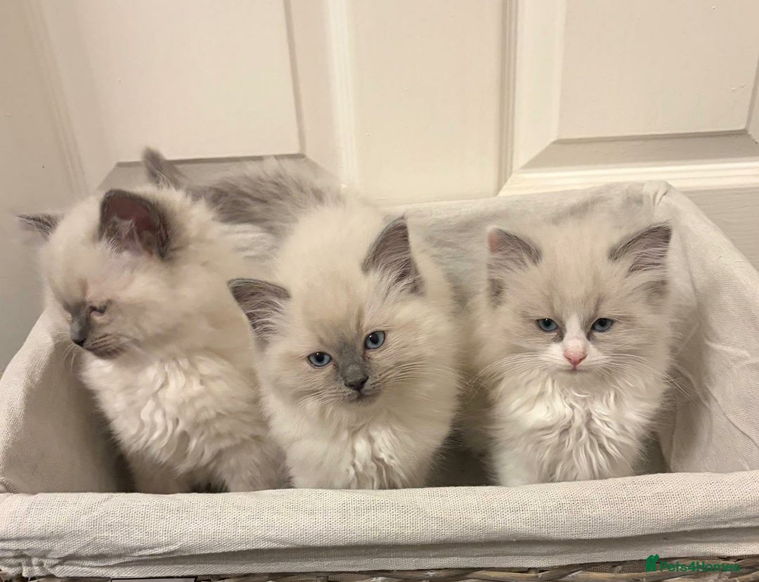 Ragdoll cats for sale: 3 GORGEOUS RAGDOLL BOY KITTENS READY NOW - Advert 2