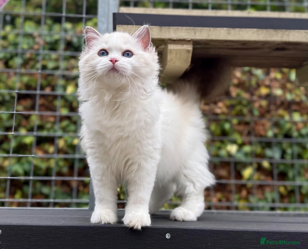 Ragdoll cats for sale: Last litter girl ready to leave  - Advert 12