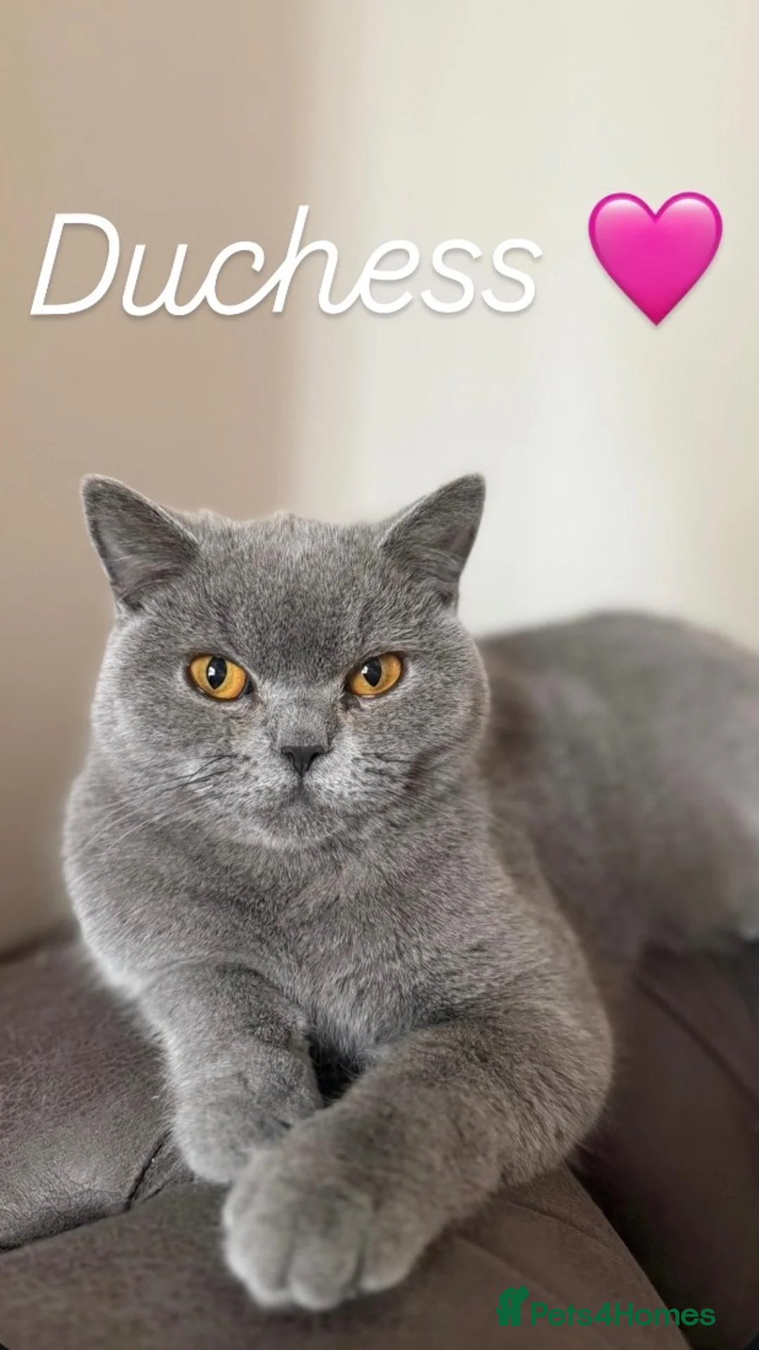 British Shorthair cats for sale: Duchess’s first litter - Advert 2